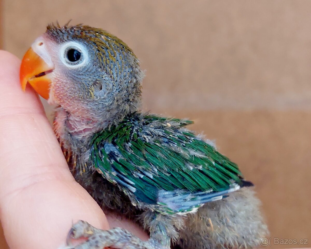 Agapornis fischeri ručně dokrmený