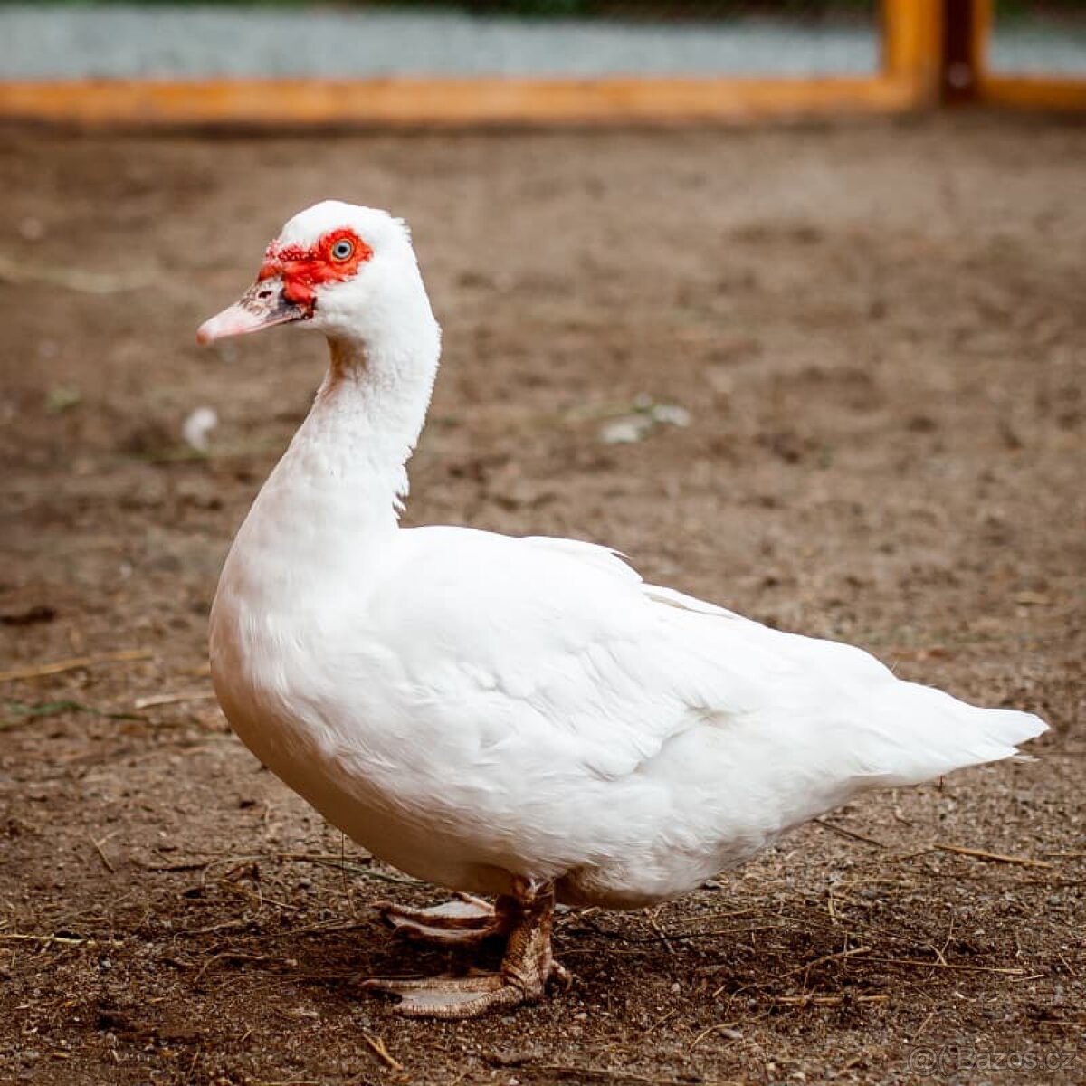 Kachna pižmová