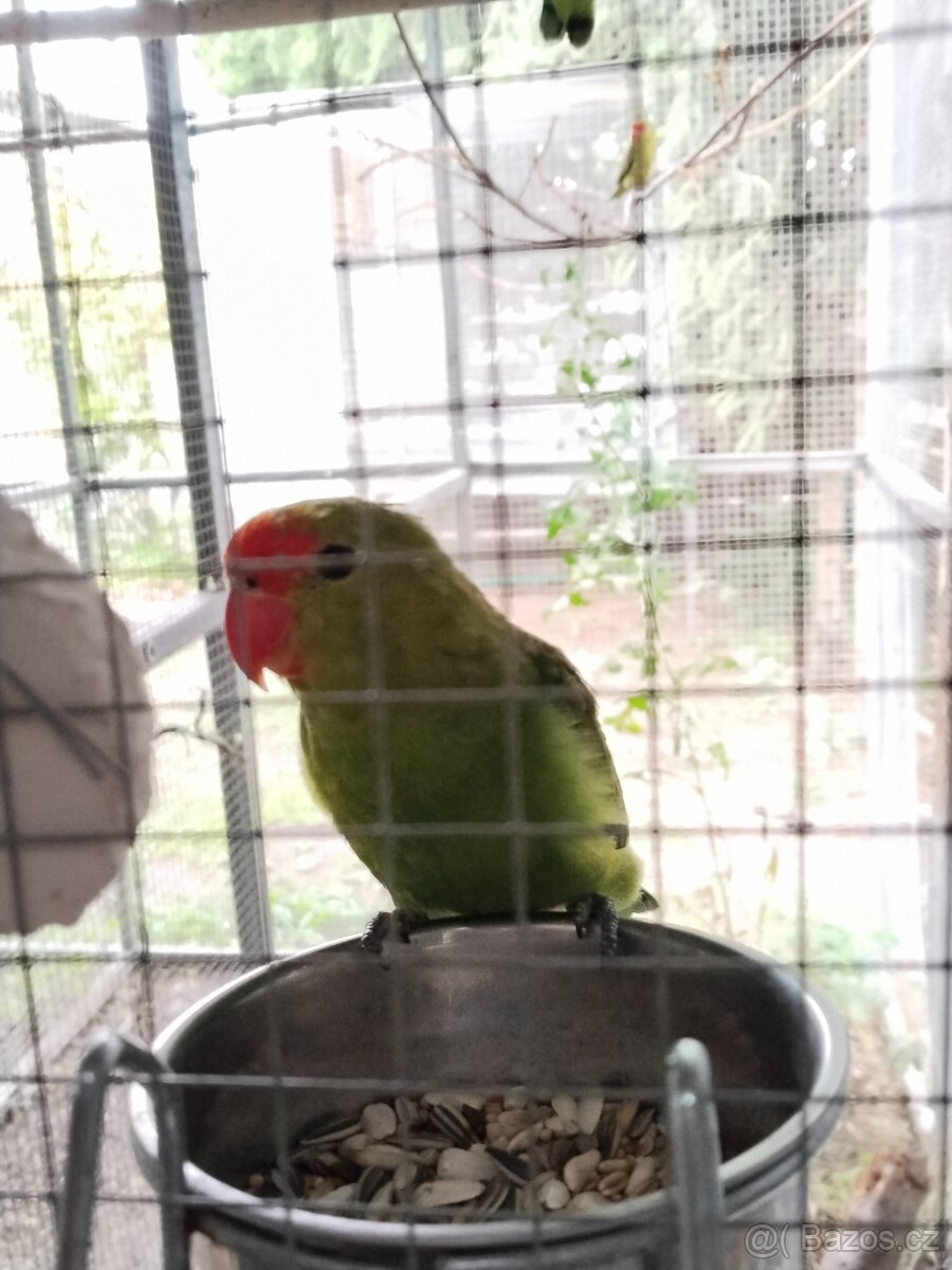 Agapornis etiopský