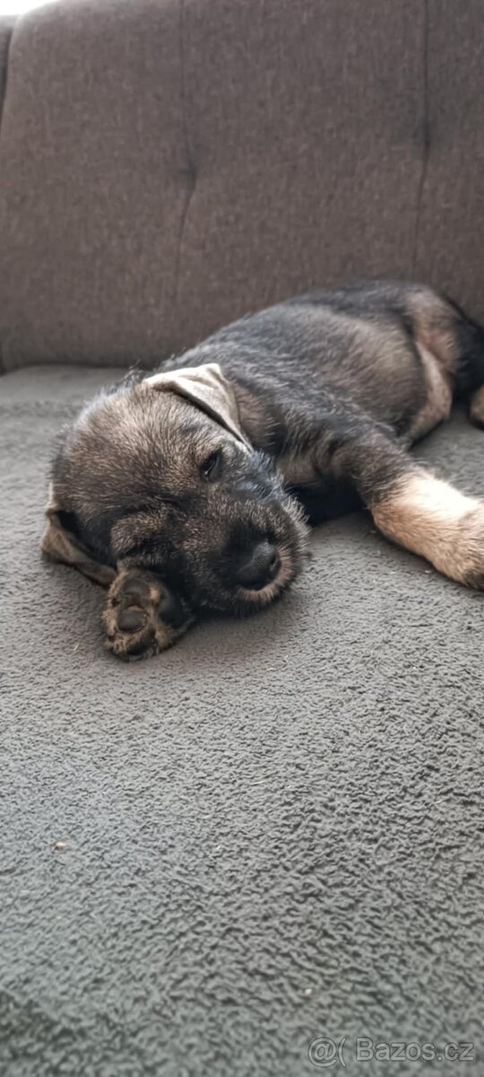 Knírač střední pepř a sůl