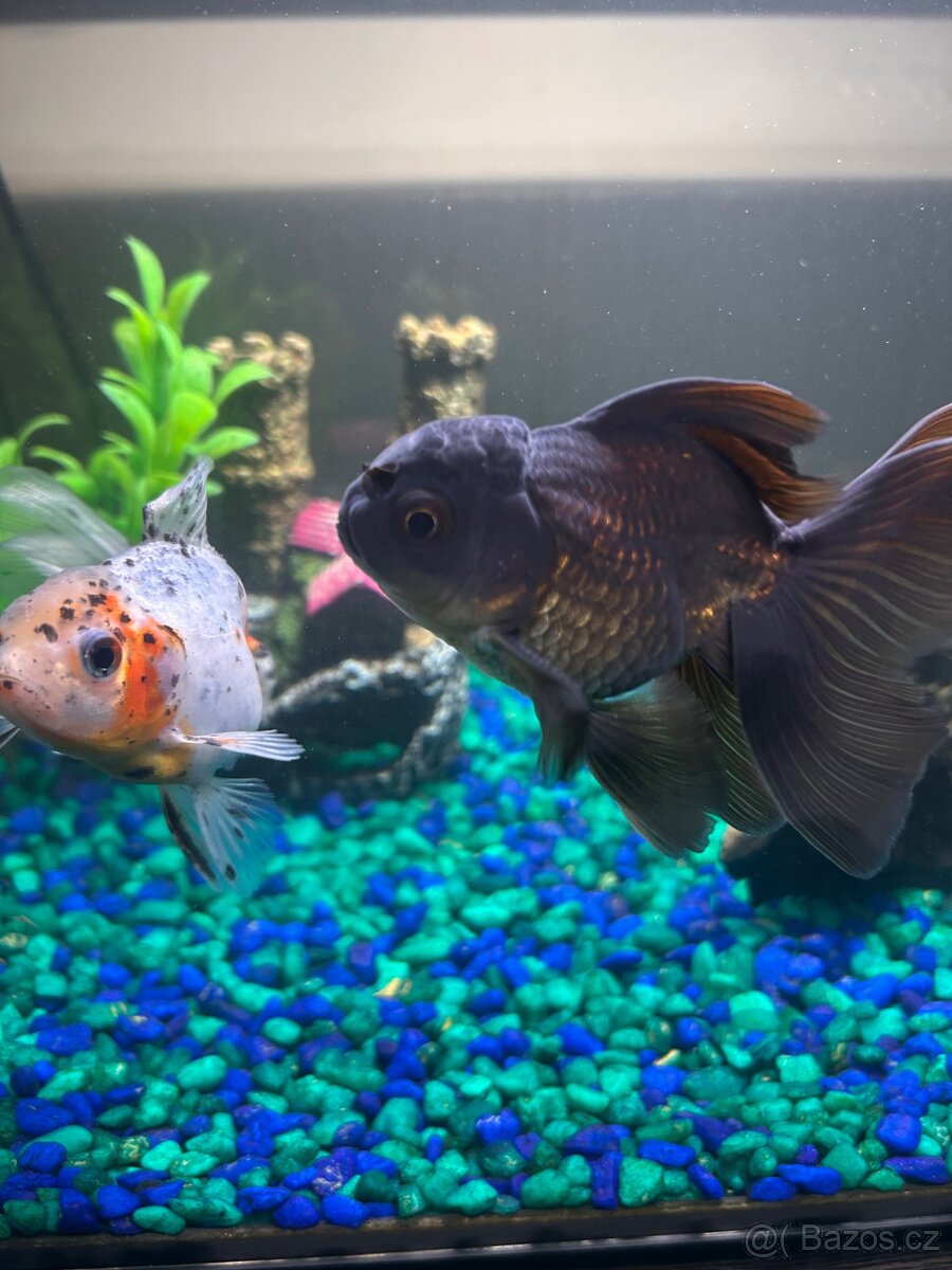 Prodám větší zavojnatky oranda calico a black