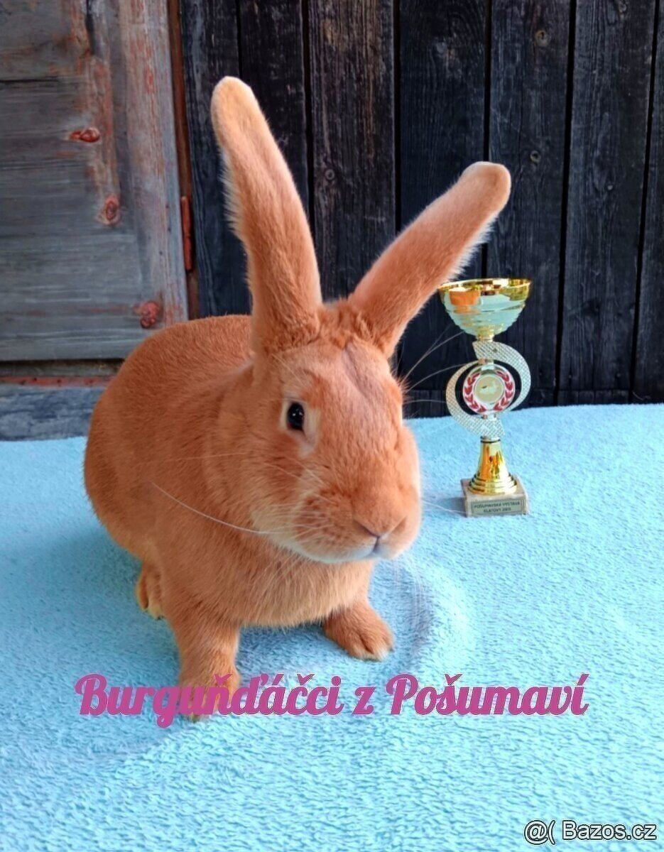 BURGUNDSKÝ králík s PP - SAMEČEK ja1⭐️⭐️⭐️