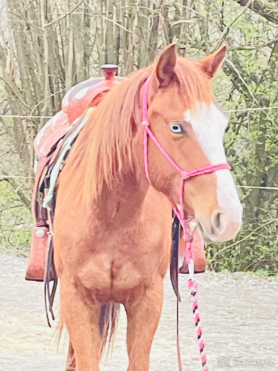 Klisna QH 2 roky