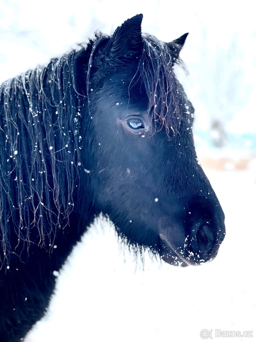 Mini pony valášek