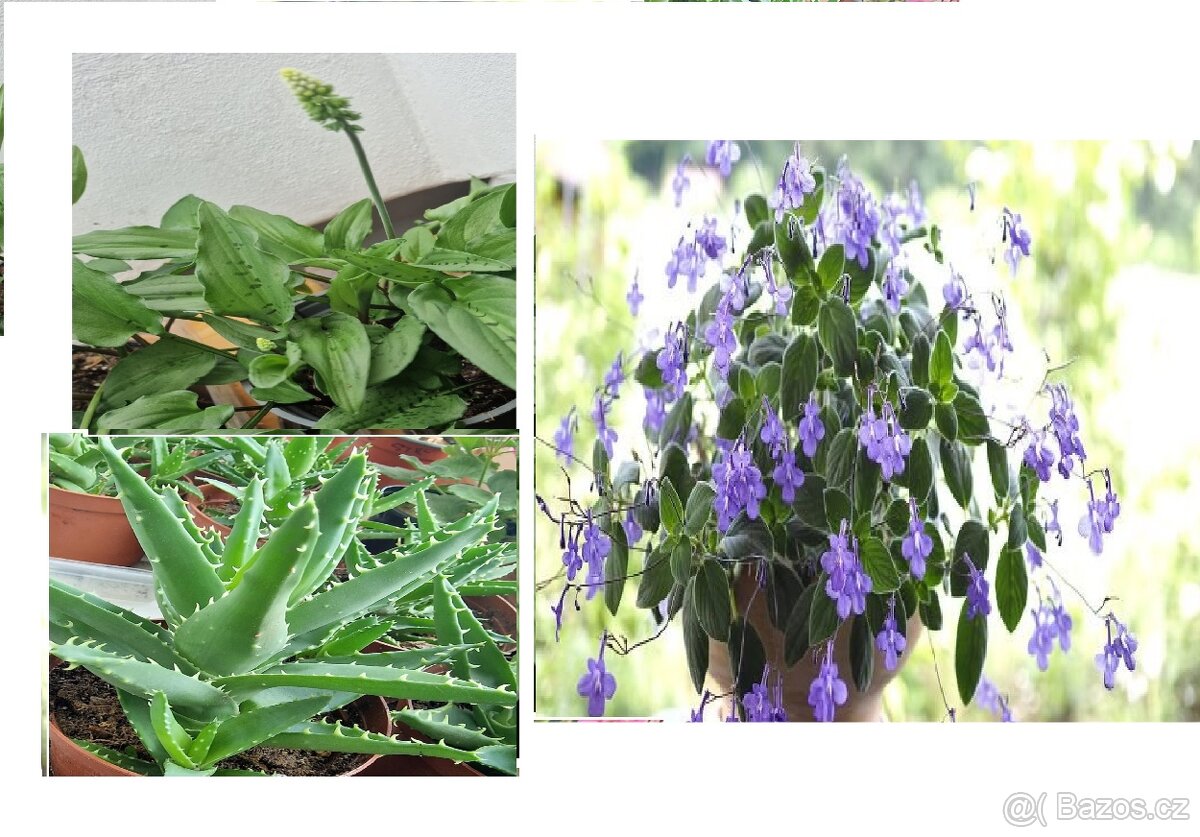 Drimiopsis maculata, ALOE-menšího vzrůstu, STREPTOCARPUS-SAX
