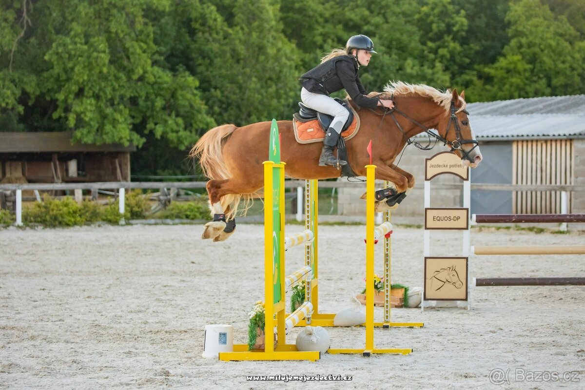 Pony do sportu kat. B KVH 148 cm kat. B
