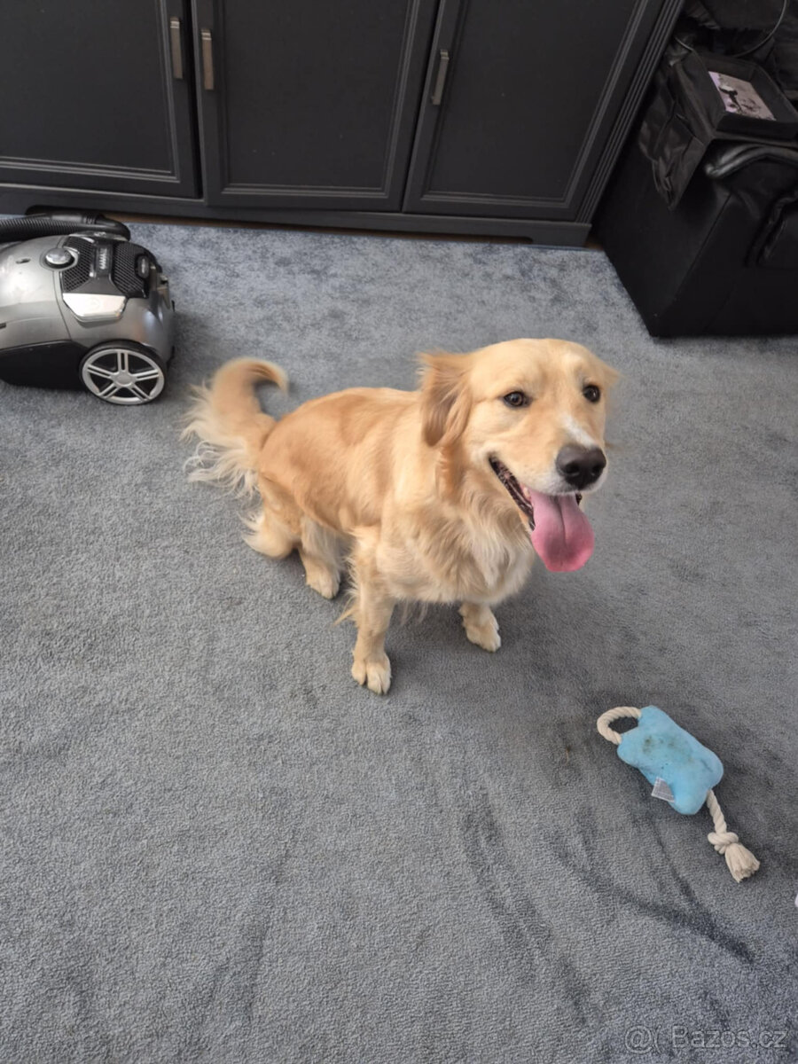 dvouletá fenečka- zlatá borderkolie, zlatý retriever