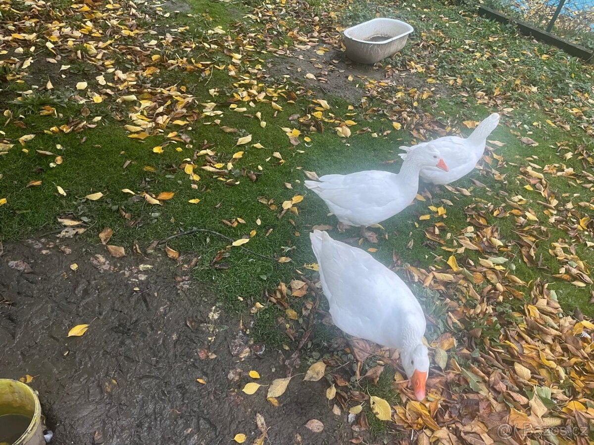 husa česká chocholatá