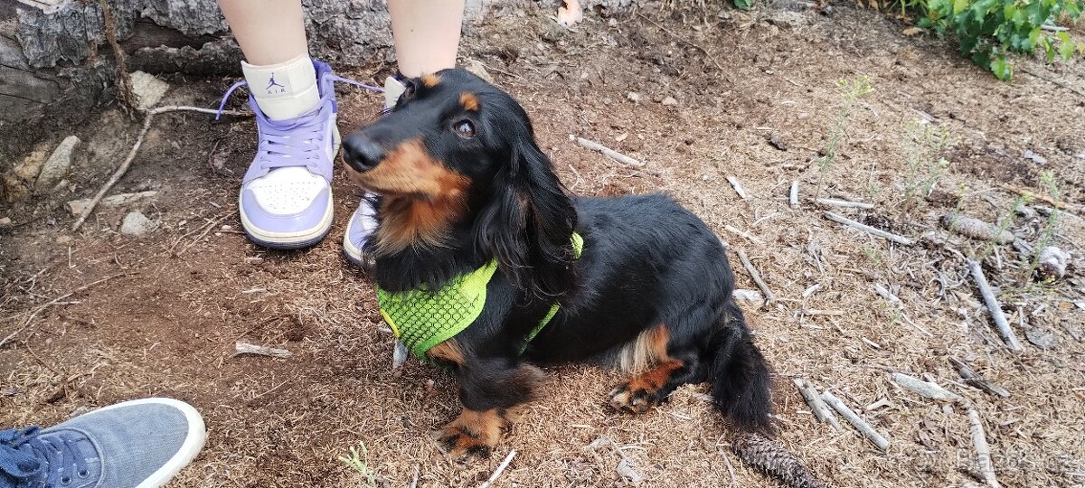 Jezevčík dlouhosrstý trpasličí