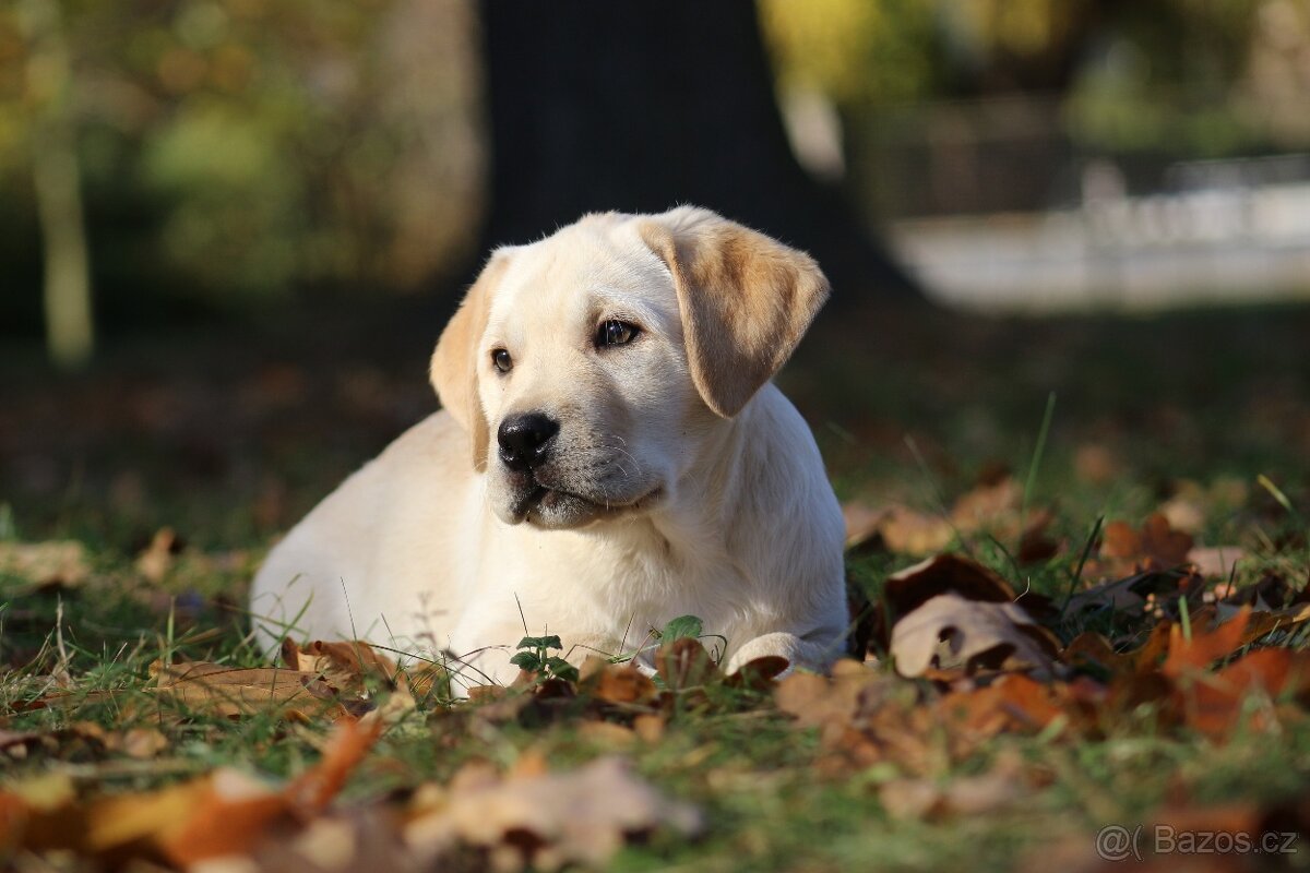 Labradorský retriever
