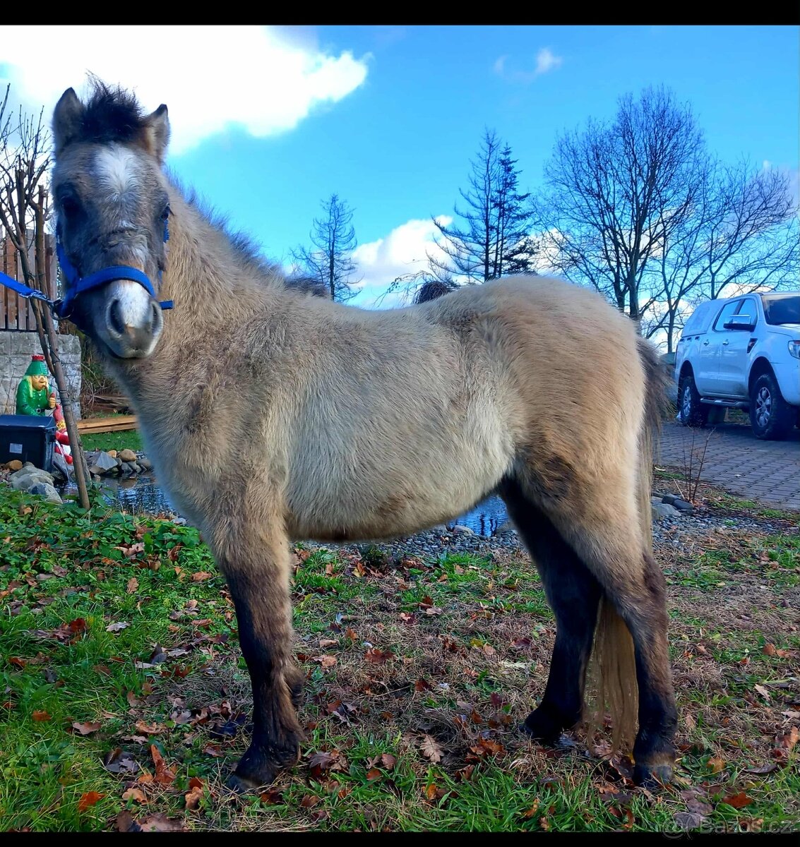 Pony hřebeček