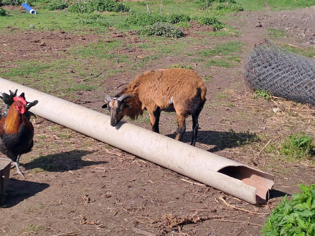 Kamerunský beránek