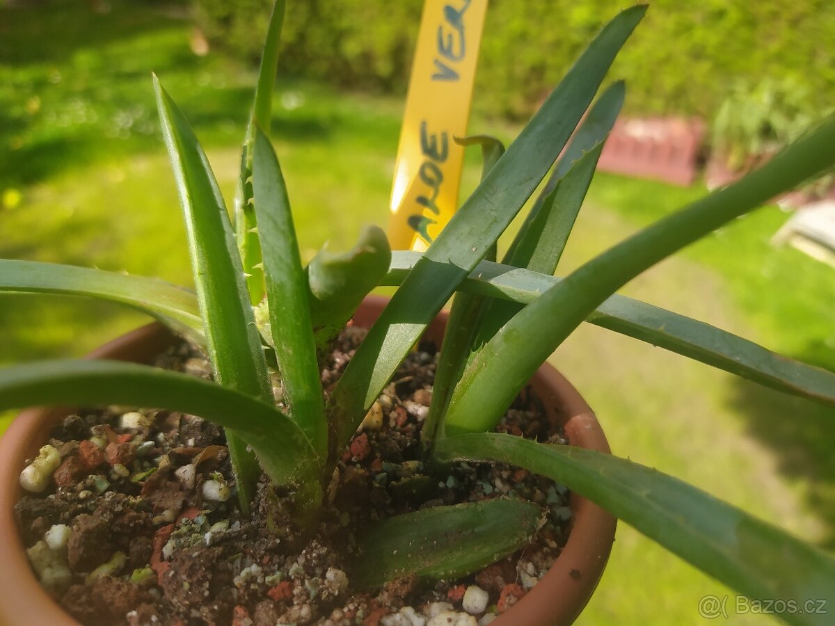 Aloe vera