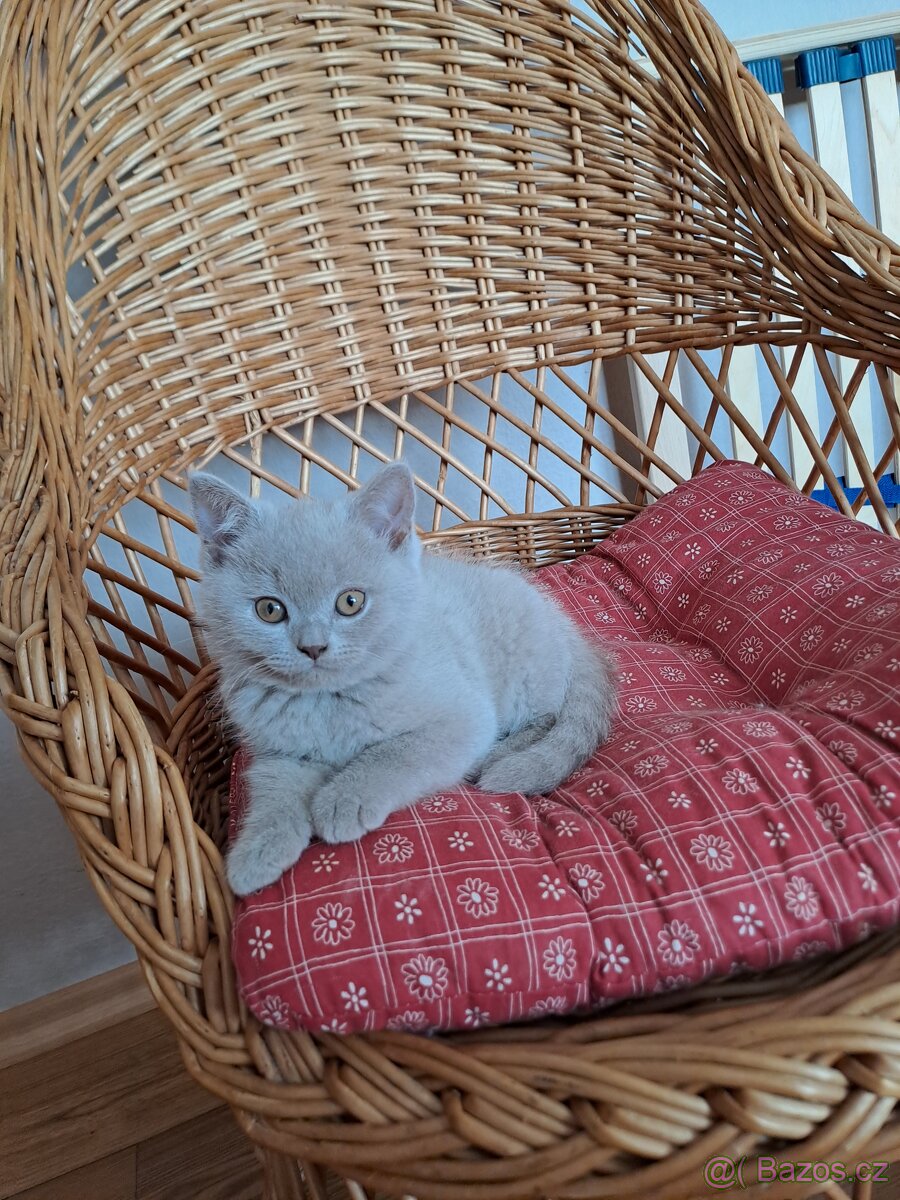 Britský lila kocourek