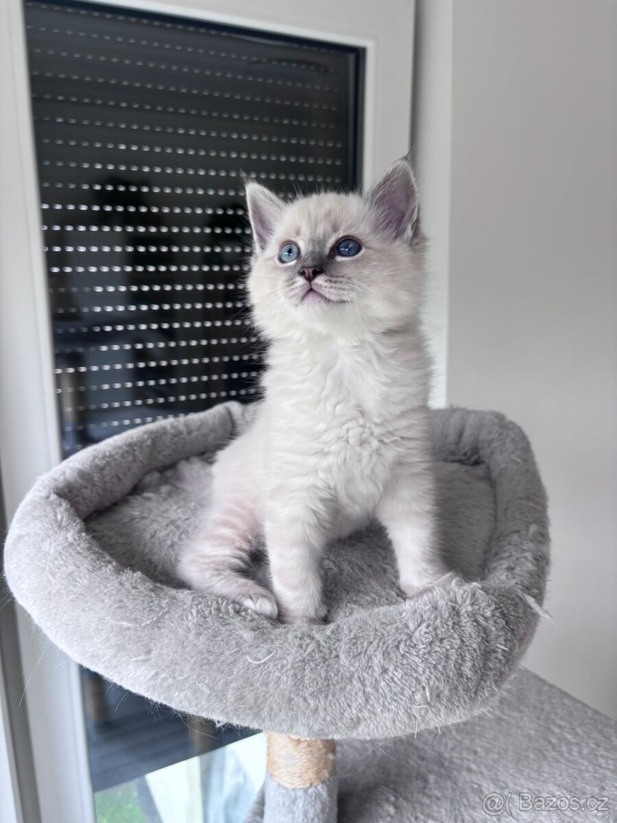 Ragdoll koťata