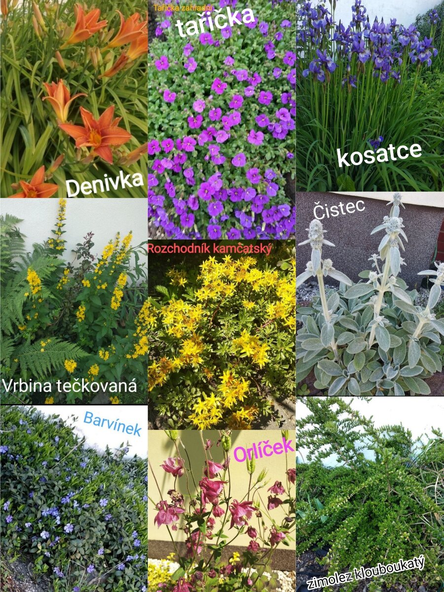 Trvalky a semena rostlin