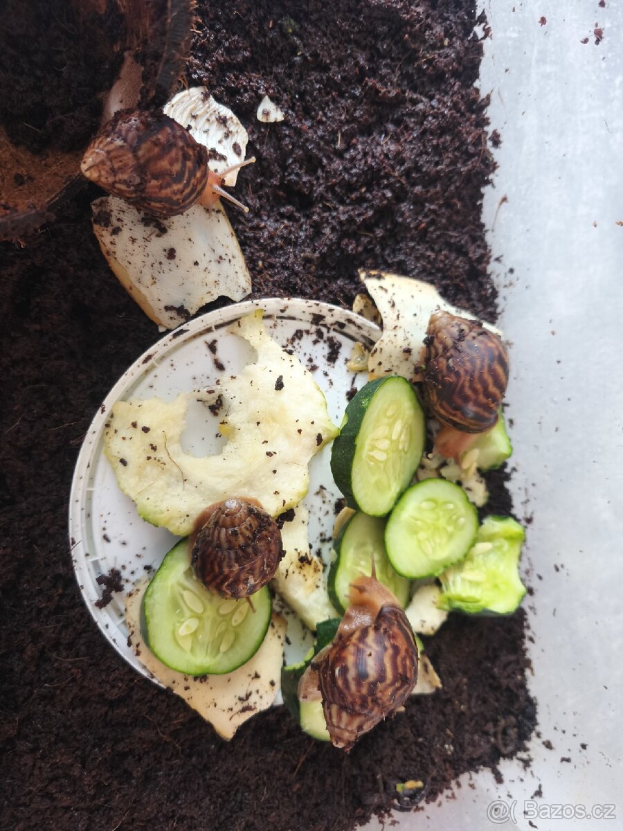 mláďata šneka Achatina (Oblovka obrovská – africký šnek)