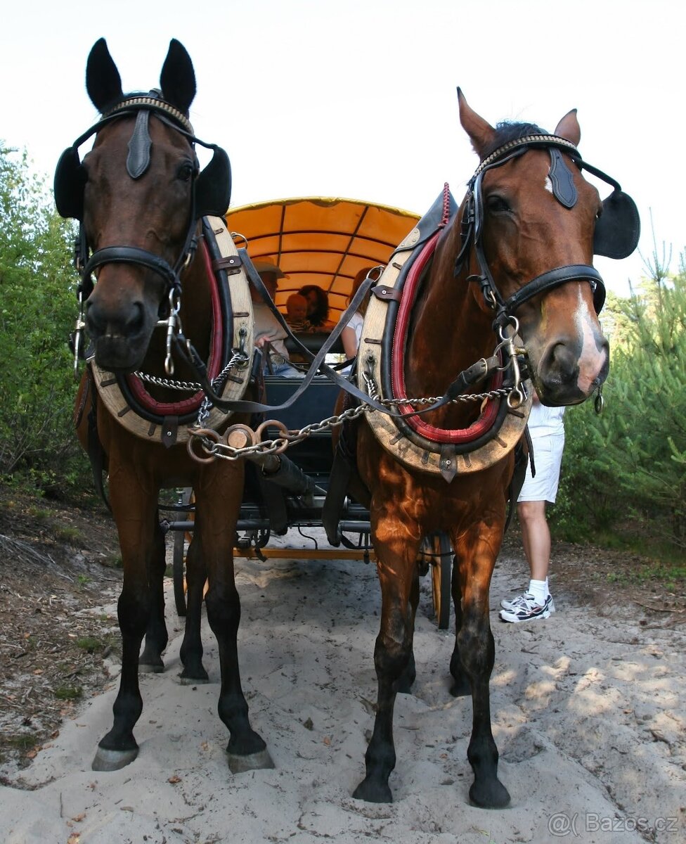 Prodám párové postroje do kočáru s chomouty