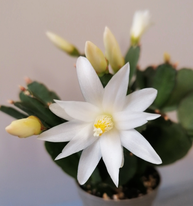 Schlumbergera - Velikonoční kaktus: bílý noid (řízek)