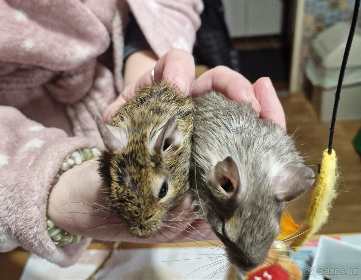 Osmák degu mláďata 6 měsíců, páreček