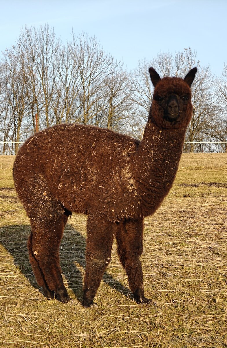 Černý alpačí sameček