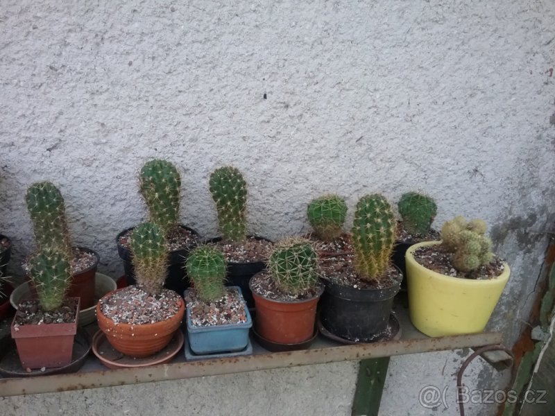 Prodám kaktusy
