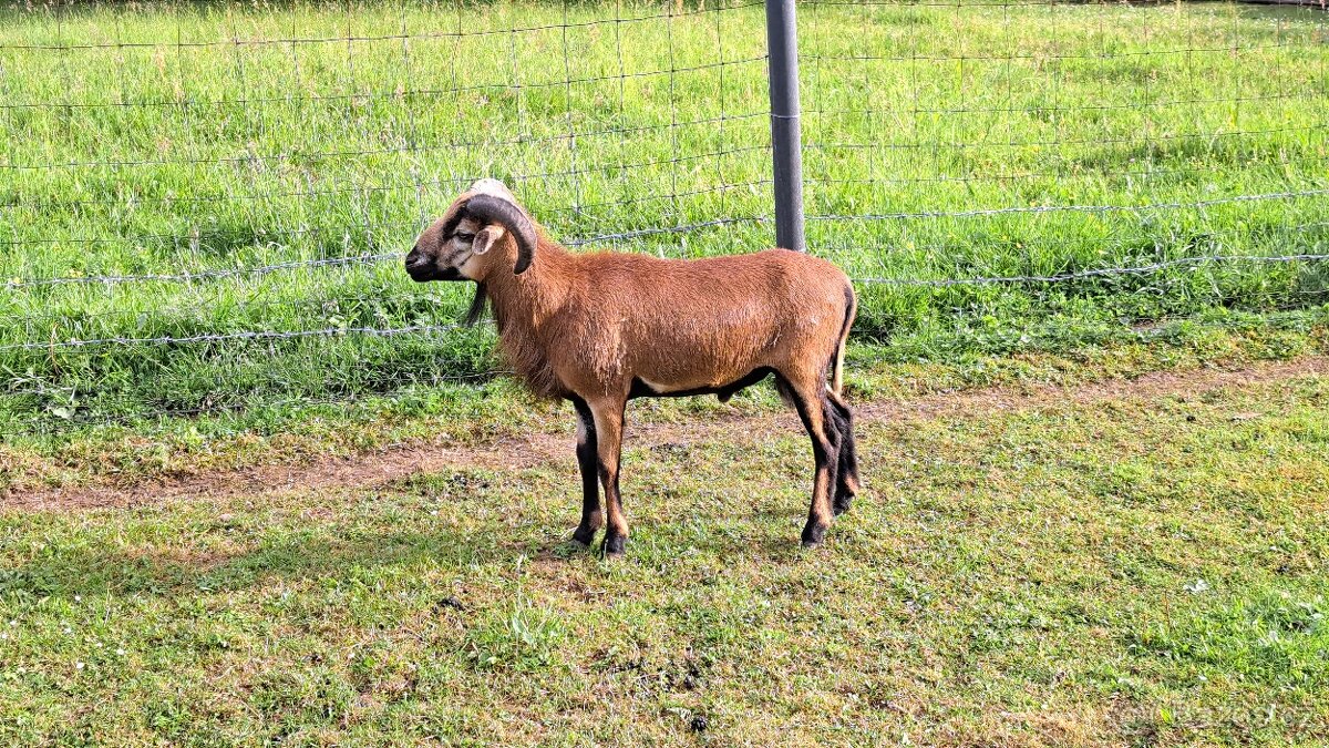 Kamerunská ovce - beran