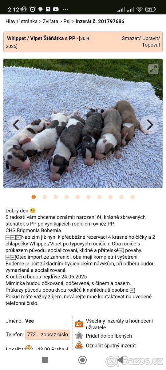 Vipet/Whippet štěňata