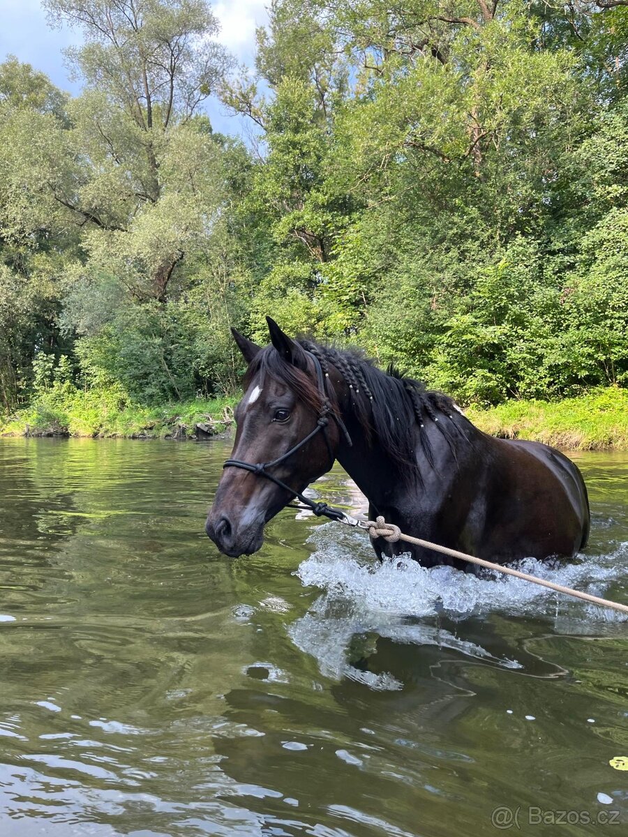 valach Arab x Welsh Cob / cutting