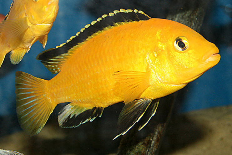 Labidochromis caeruleus „Yellow“