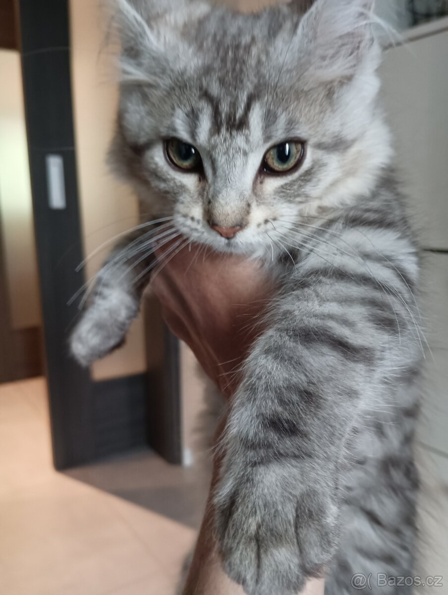 Mainská mývalí koťátka bez PP