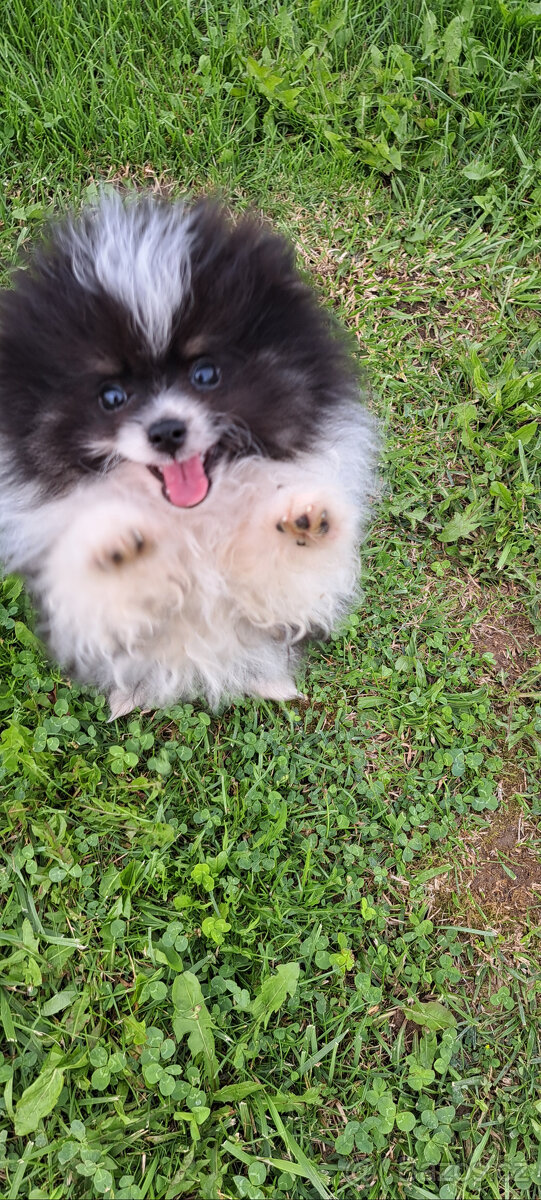 Bleky – roztomilé štěňátko pomeraniana hledá domov