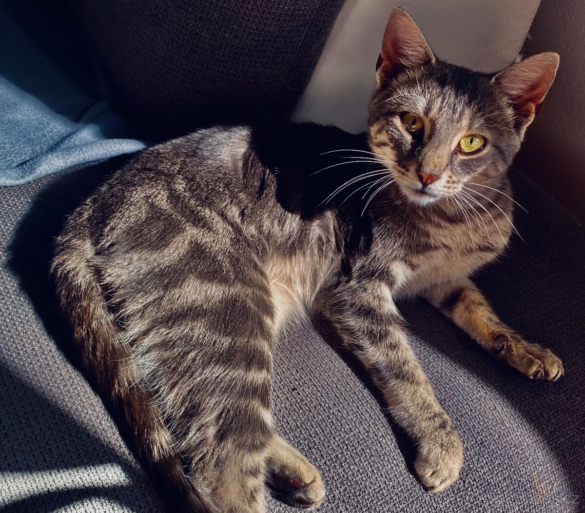Bengalsky Kocourek