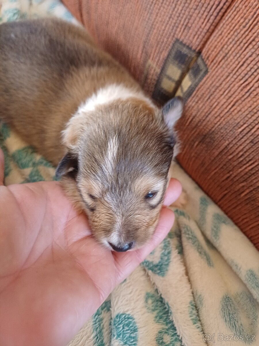 Sheltie šeltie Temperamentní zlatý psik