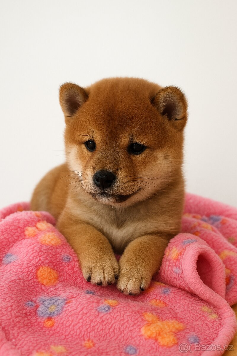 Shiba inu