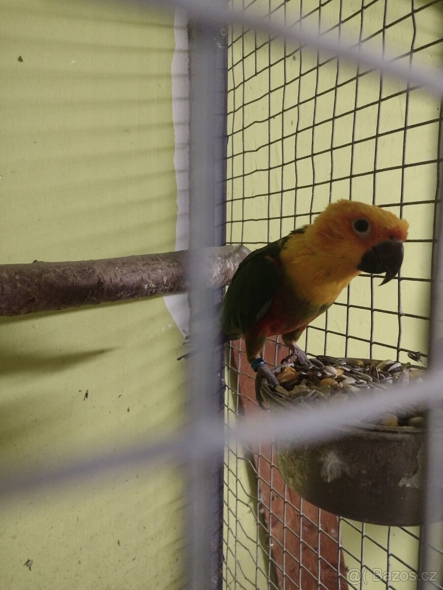 Aratinga jendaj ručně dokrmený