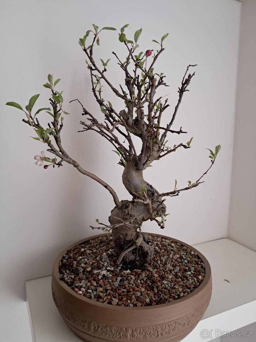 Bonsai Jabloň