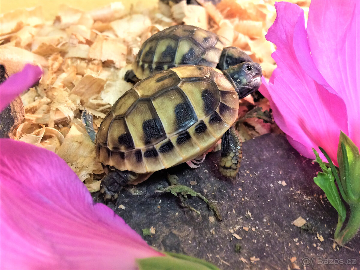 želva zelenavá a vroubená - vitální mláďata