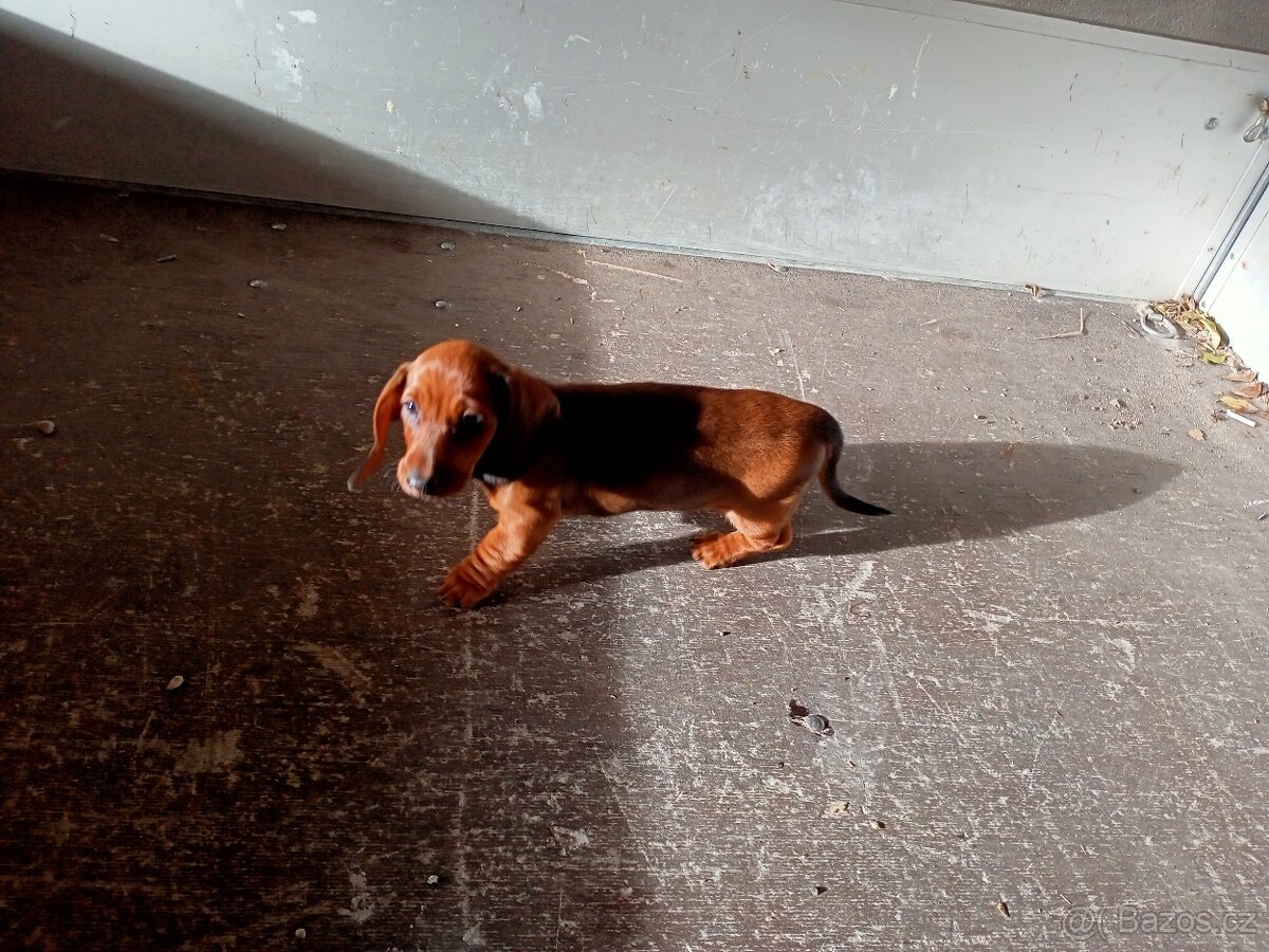 Jezevčík hladkosrstý