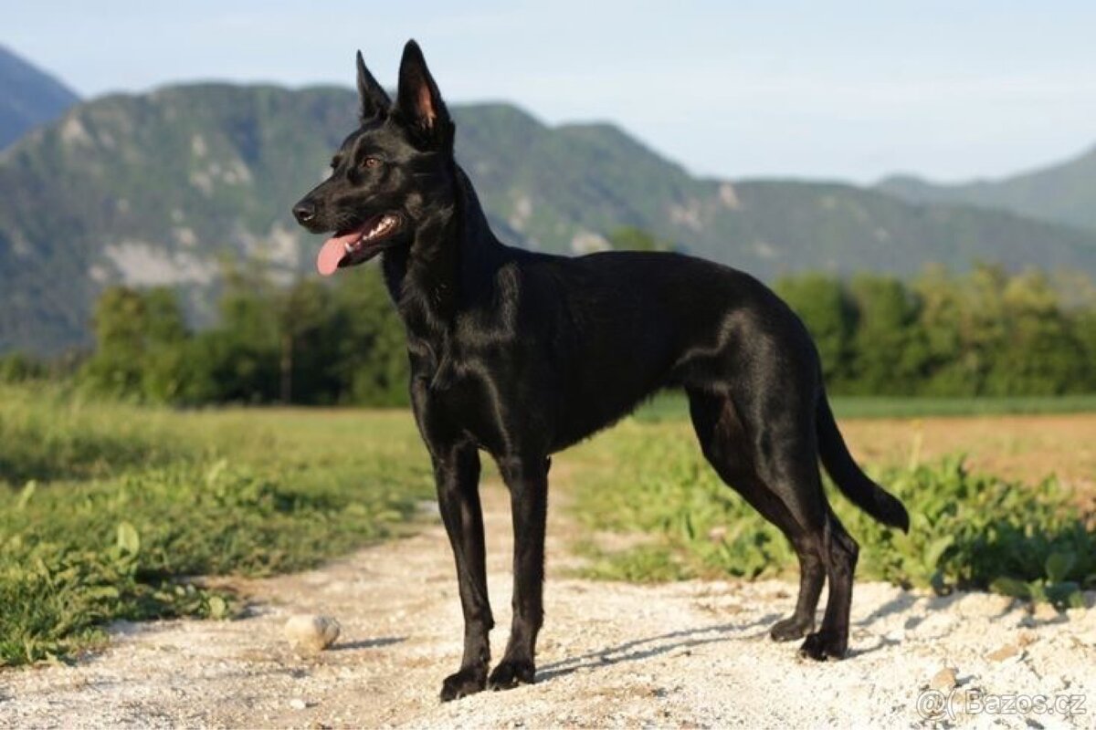 Koupím černé štěně Malinois – pejsek