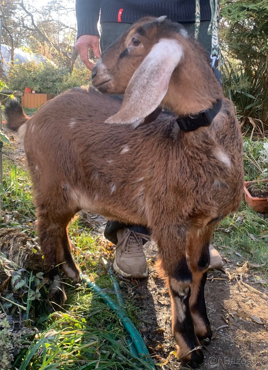 Anglonubijská koza 100%