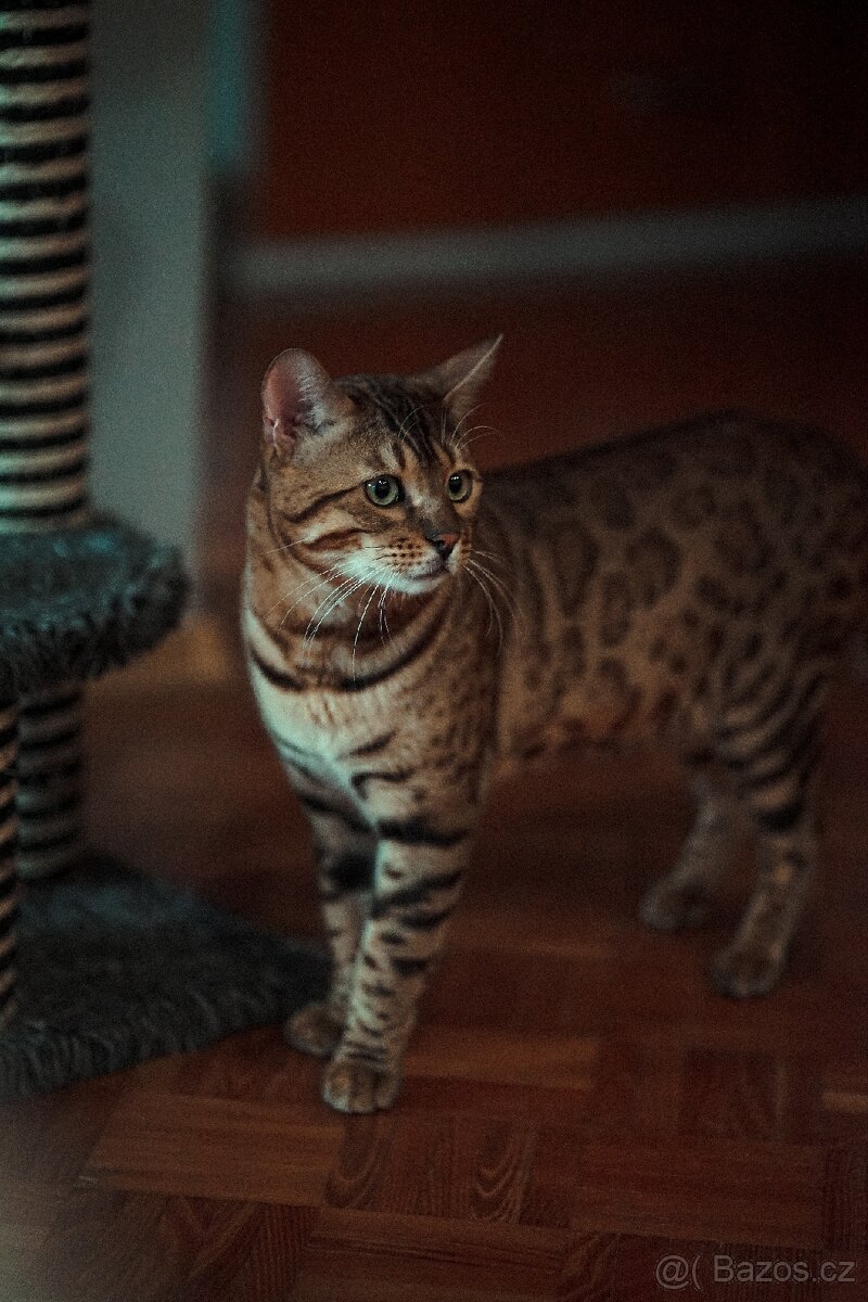 Kočka bengálská - krytí
