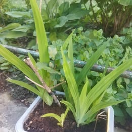 Angínovník čínský