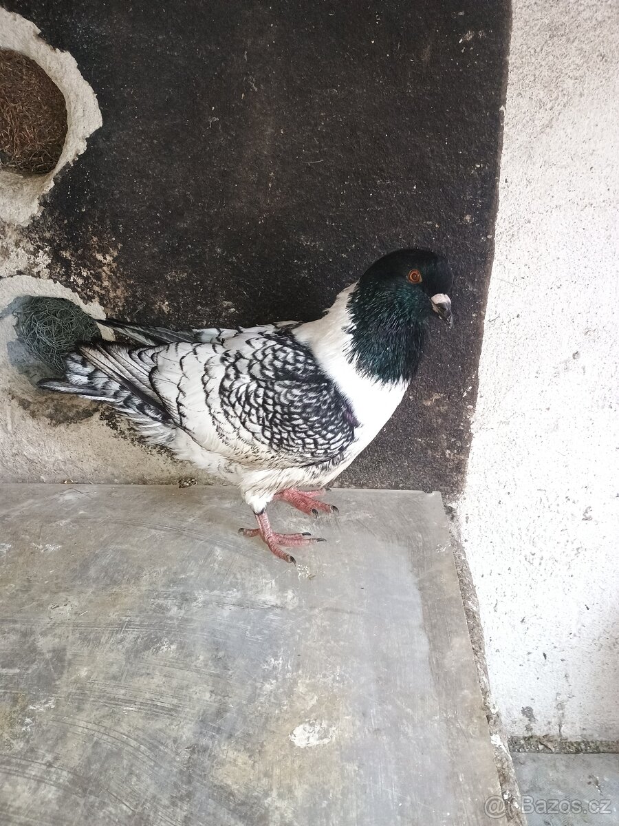 Prodám holuba mor.pštrosa