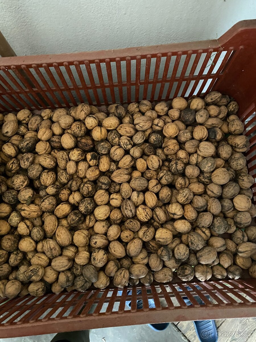 vlašské ořechy