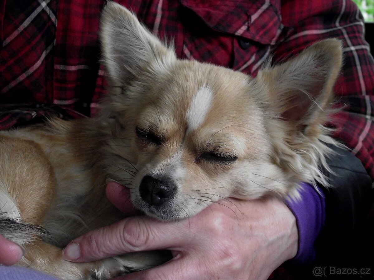 Čivava dlouhosrstá