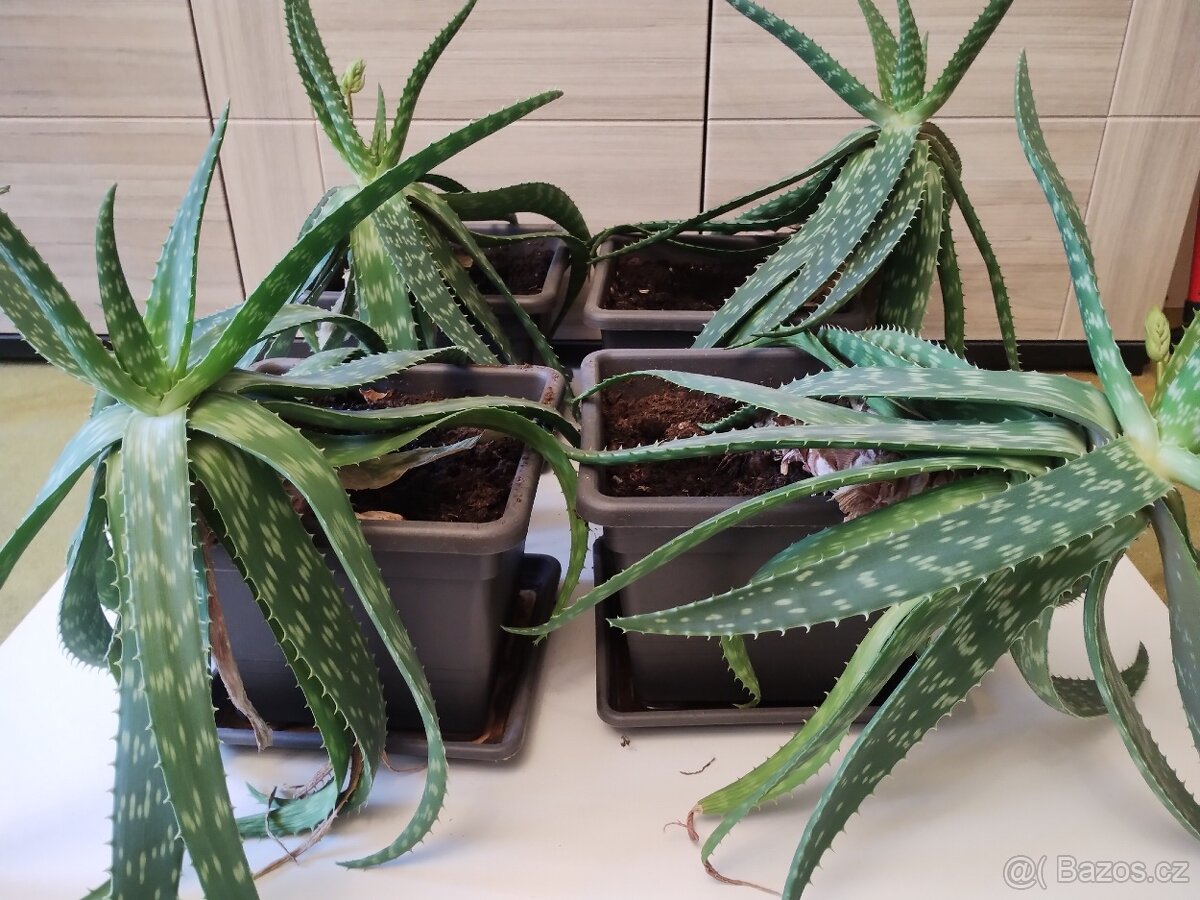 Aloe Maculata 4 ks