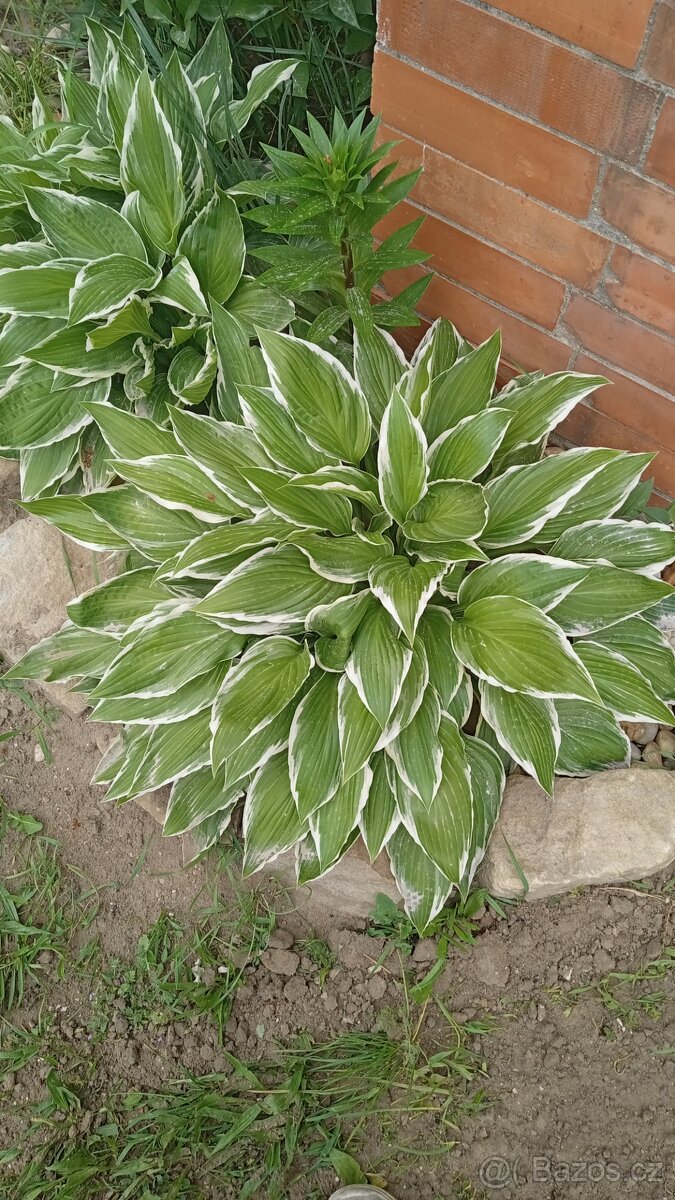 Bohyška - Hosta