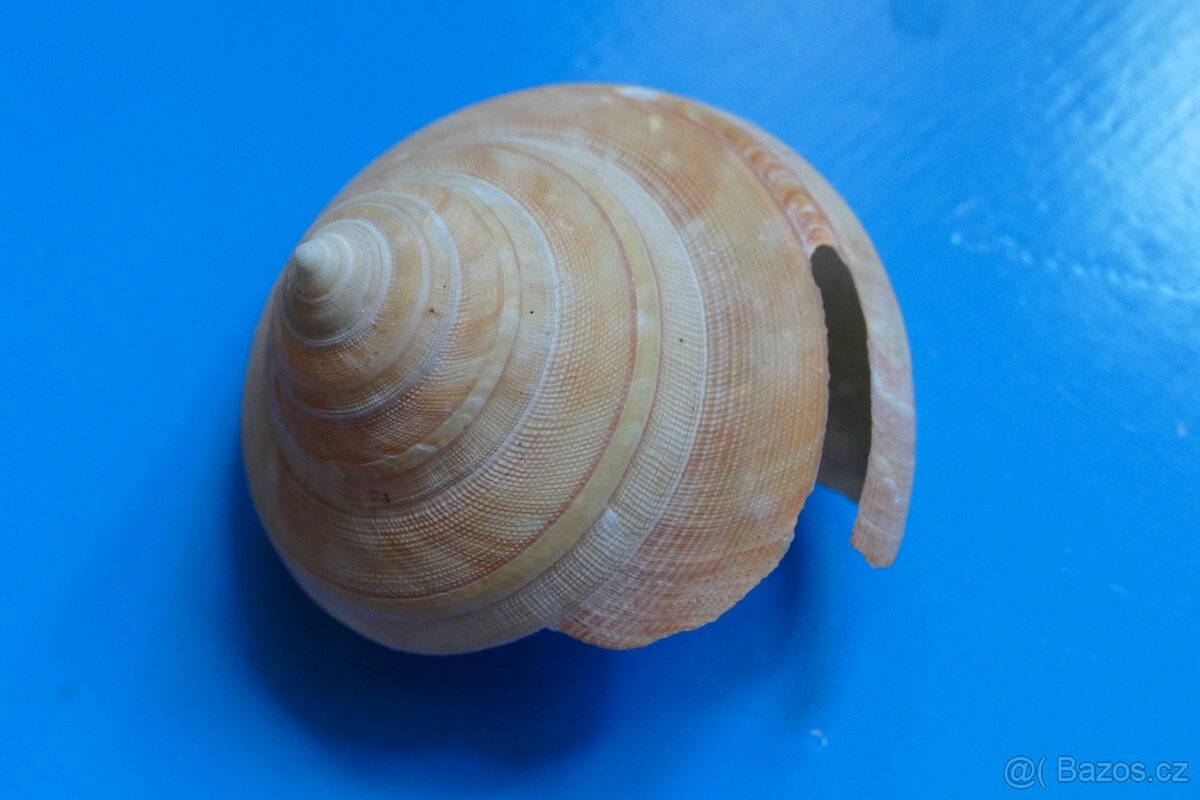 Pleurotomaria teramachii