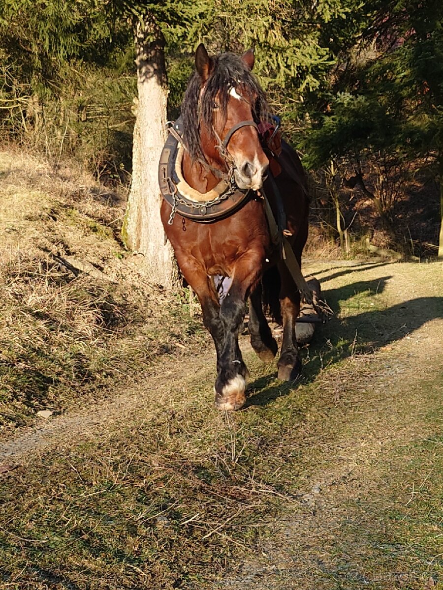Prodám klisnu